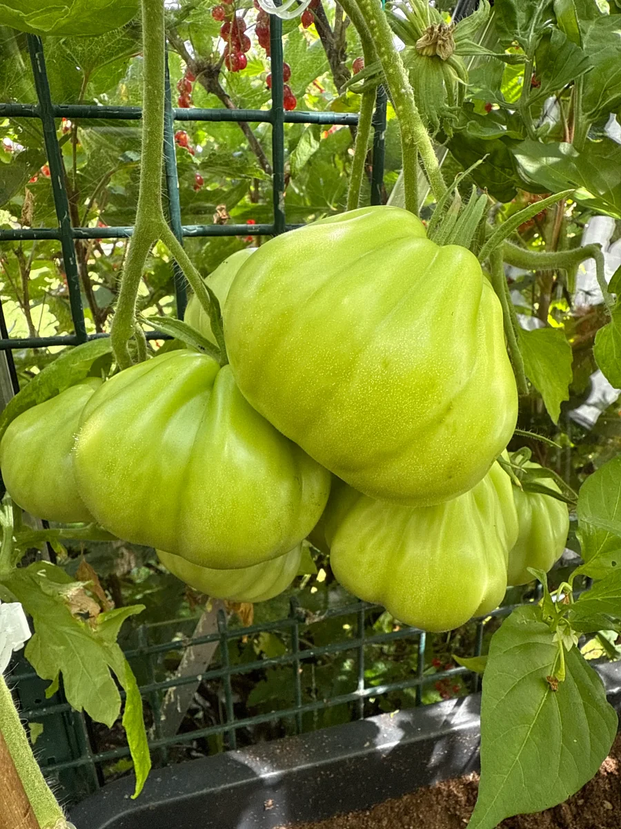 Red Pear Franchi - Image 5