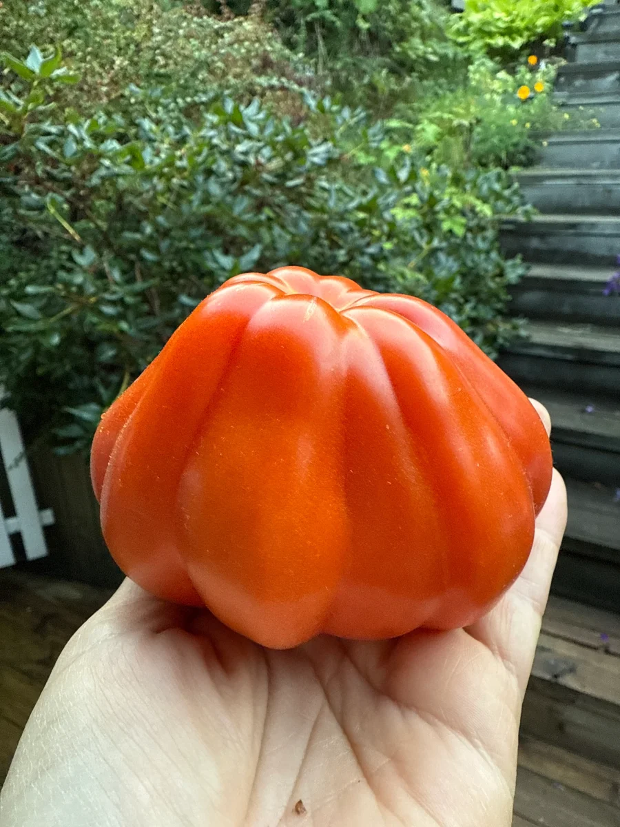 Red Pear Franchi - Image 3