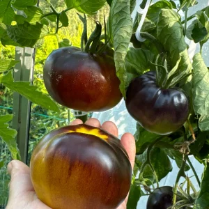 Chocolate Marmelade