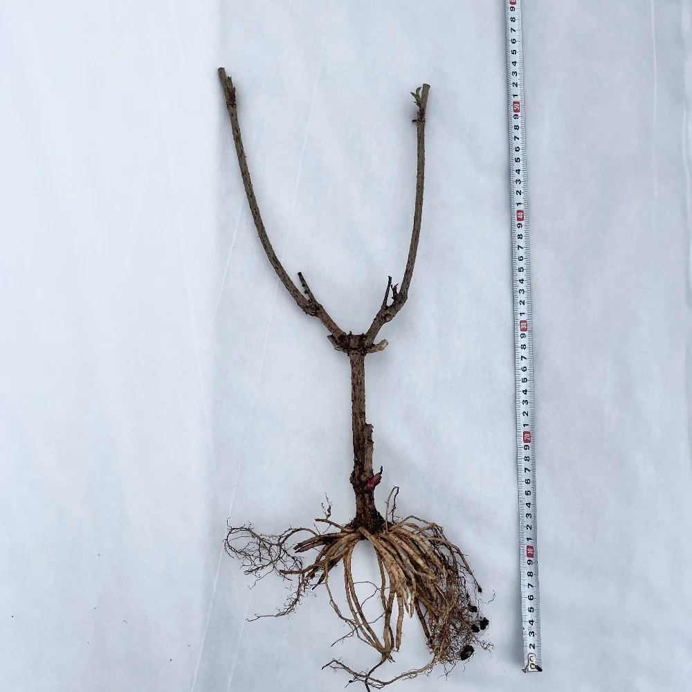 Svarthyll - Image 6