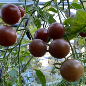 Black Cherry tomat