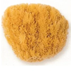 Natursvamp Stor (16-18cm)